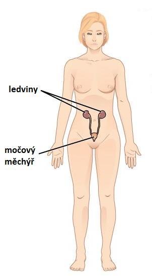 Močová soustava slouží k odstranění odpadních látek z těla