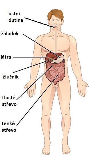 Trávicí soustava její funkcí je příjem a zpracování potravy orgány trávicí