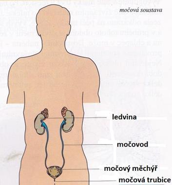 Ostatní části močové soustavy močovody odvádí moč do močového