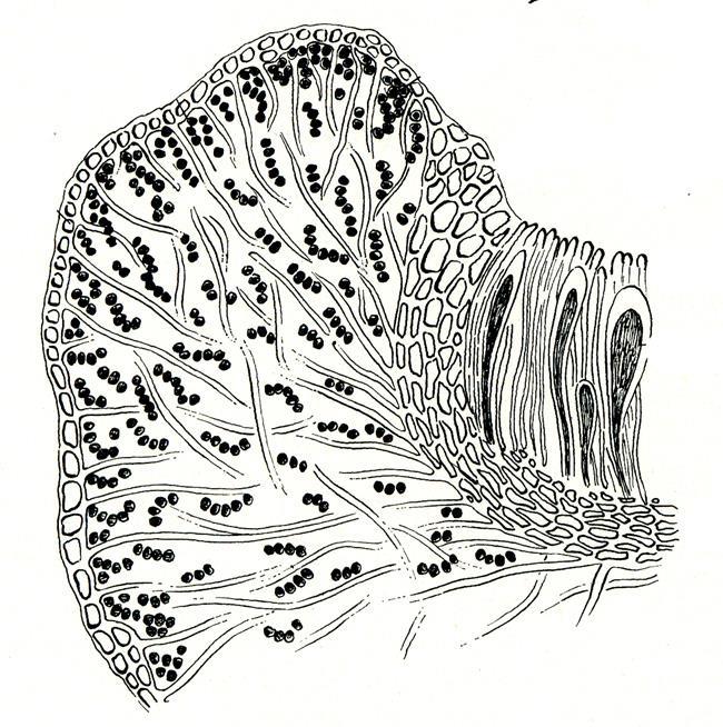 Hyménium stélkový okraj margo thallinus Excipulum vlastní okraj margo proprinus parathecium