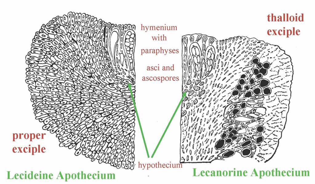 Apothecium