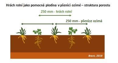 zachovat, neboť v termínu jeho provedení jsou rostliny hrachu ještě ve fázi růstu a nejsou zdrojem živin pro ozimou pšenici.