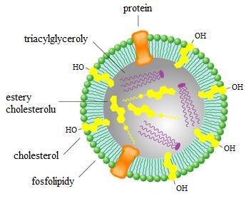 3.2.3.2. Cholesterol Cholesterol není energetickým substrátem, ale je prekurzorem při syntéze steroidních hormonů a ţlučových kyselin a dále je důleţitou součástí buněčných membrán.