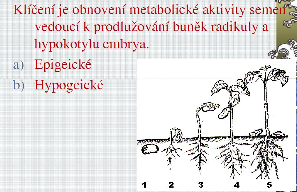 Klíčení