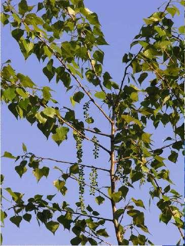 (Salix fragilis)