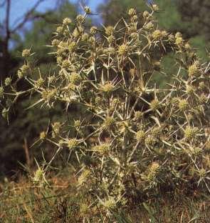 MIŘÍKVITÉ APIACEAE