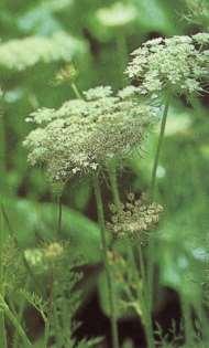 Máčka ladní (Eryngium