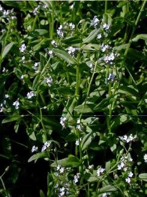 (Symphytum officinalis )