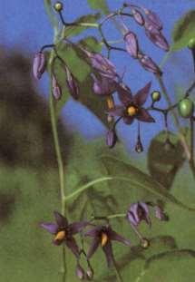 (Solanum tuberosum)