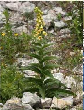 Plantaginaceae) Náprstník