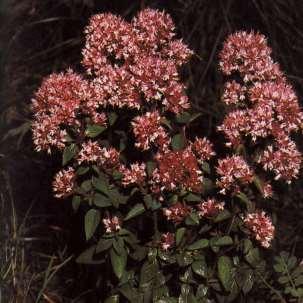 HLUCHAVKVITÉ LAMIACEAE