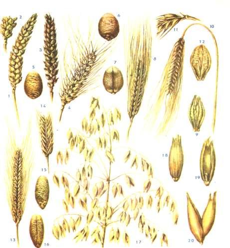 LIPNICVITÉ PACEAE Barnhart. 1. 7. pšenice setá (Triticum aestivum) 8. 12.