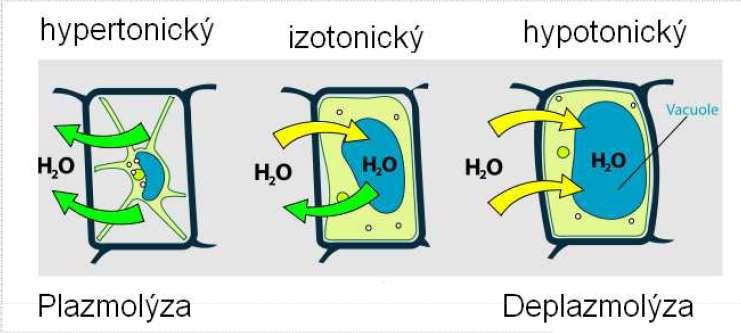 smotické změny smotické změny plazmolýza