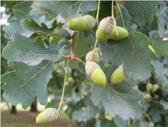 (Fagus sylvatica)