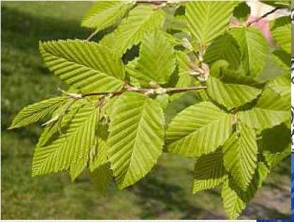 (Corylus avellana)