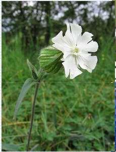 carthusianorum) Ptačinec