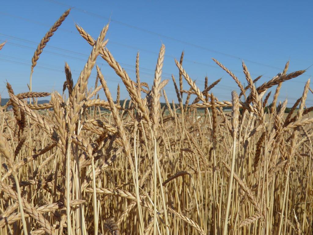Evropa, Egypt původní druh pšenice vyšší obsah bílkovin, min.