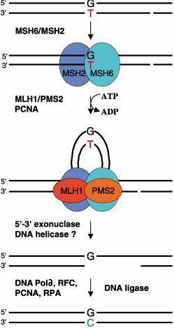 Systém oprav chybného párování bází u savc Poškozený et zec DNA obsahuje nesprávn párovanou bázi (T). Toto nesprávné párování je rozpoznáno proteinovým heterodimerem MSH6-MSH2 (MutS α).