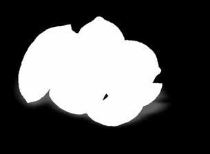 Meruňky 1