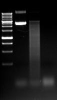 V. DSN preparation and testing...continued 13 A typical result, indicative of sufficient DSN activity, should have the following characteristics: 1.