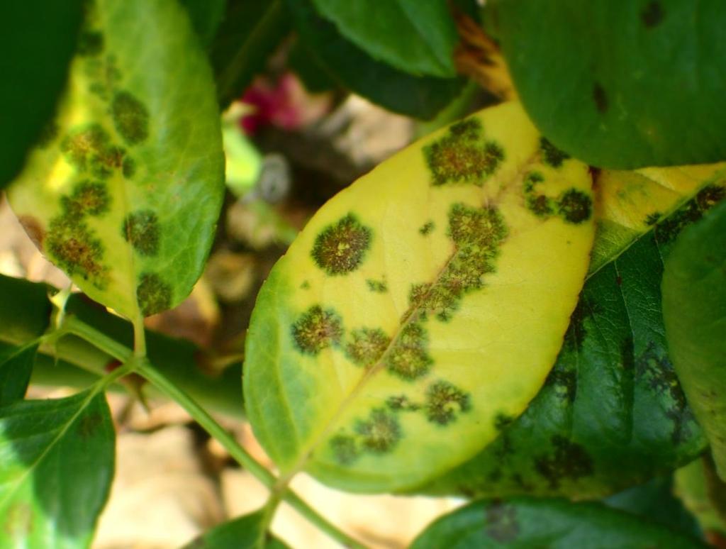 Mykózy Černá skvrnitost růže (Marssonina rosae) první příznaky počátek V černé skvrny s paprsčitým okrajem předčasný opad listů, menší násada květů, mrazuodolnost patogen přezimuje zejména na