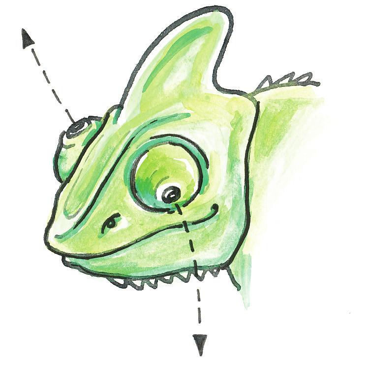 Kolik má krab nohou a jak je velký? Čím se chameleon živí?