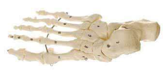rozlišeny AM150-0384 Kostra chodidla kosti pružně spojeny AM150-0393 Kostra ruky s
