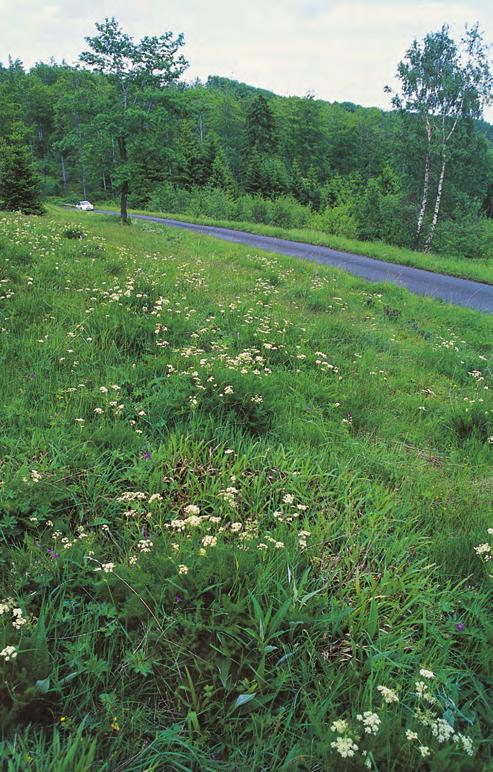 athamanticum, Nardus stricta, Poa pratensis s. lat., Potentilla erecta, Ranunculus acris, Rumex acetosa, Veronica chamaedrys agg. (V. chamaedrys s. str.) Dominantní druhy: Agrostis capillaris, Avenella flexuosa, Bistorta major, Deschampsia cespitosa, Festuca rubra agg.