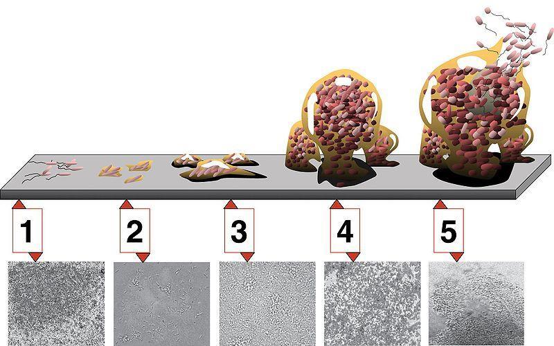 Úvod zanášení membrány - tvorba mikrobiálních biofilmů (=