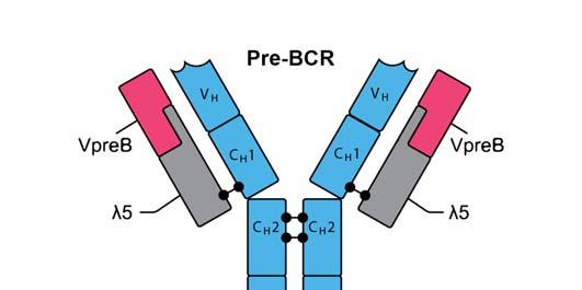 The successful rearrangement of genes on one chromosome and mrna coding functional protein is followed by allelic exclusion that prevents expression of the allele on the second chromosome.