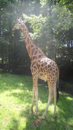 Školní výlet 2.A Výlet do ZOO Dvůr Králové 19. 6. jsme s druháčky navštívili ZOO Dvůr Králové. Sluníčko nám přálo. Moc krásným zážitkem bylo vyhlášené safari.