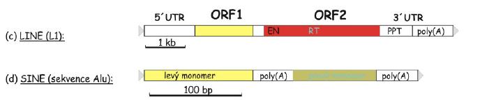 nonltr retrotraspozony Nemají LTR. Poly(A) na 3 konci. U všech eukaryot. Nějčastější transpozony u savců včetně člověka.