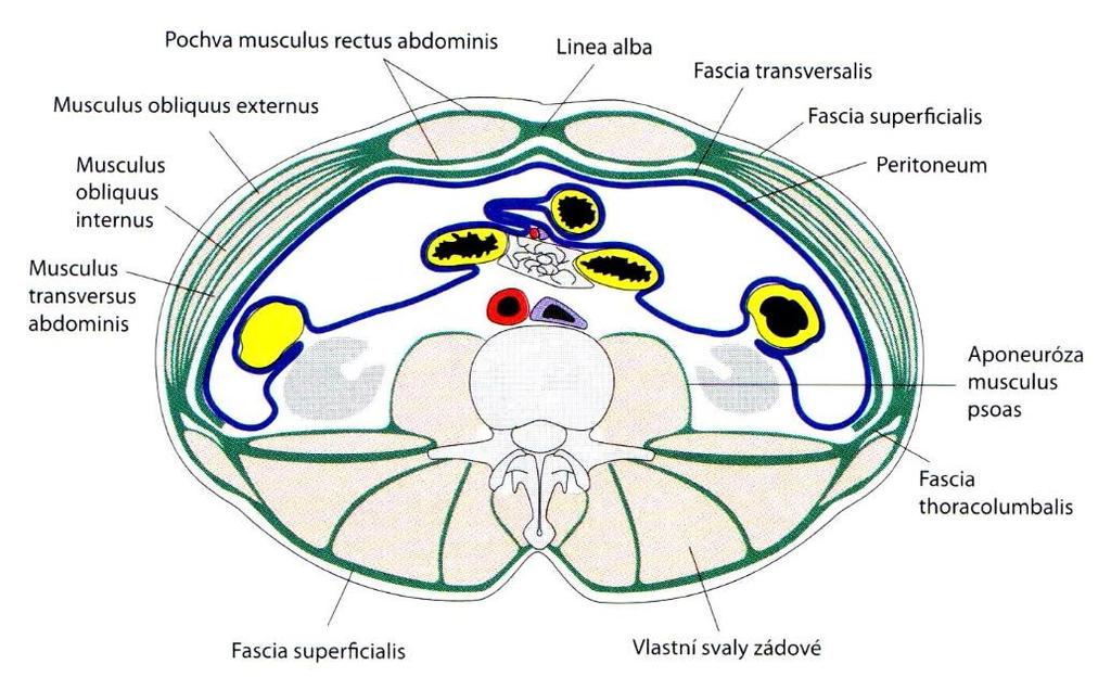 Fascia transversalis samostatná vrstva mezi epimyziální