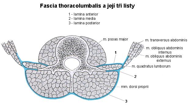 Fascia