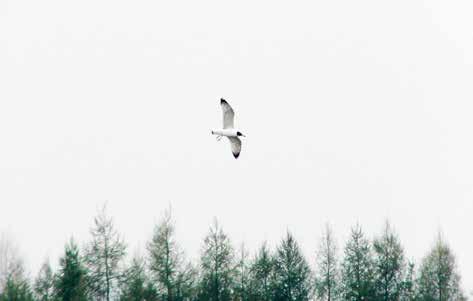 Kadava L. Racek velký (Larus ichthyaetus) podruhé ve východních Čechách Obr. 1: Racek velký (Larus ichthyaetus) na rybníku Říha u Skochovic dne 6. 4. 2014. Foto J.