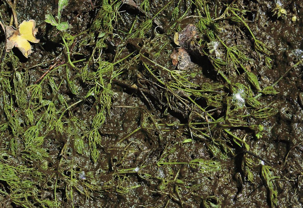 Charion globularis a Potamogeton crispus. Z ostatních parožnatek se v porostech vzácně nachází Chara hispida. Stanoviště.