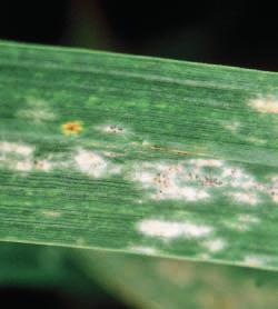 Obilniny Fungicidy Doporučení BASF pro fungicidní ochranu ozimé pšenice a ozimého ječmene v termínech T1 a T2 Pěstování obilnin v roce 2019 bude zaměřeno na vyšší intenzitu vzhledem k očekávaným