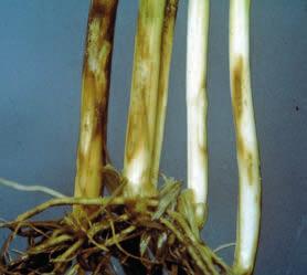 Ozimý ječmen je většinou zařazován po ozimé pšenici nebo dokonce i po jarním ječmeni, což zvyšuje riziko přenosu houbových chorob.