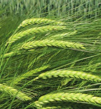 ochranu ozimé pšenice a ozimého ječmene v termínech T1 a T2 13 Jak desikovat porosty bez glyfosátů?