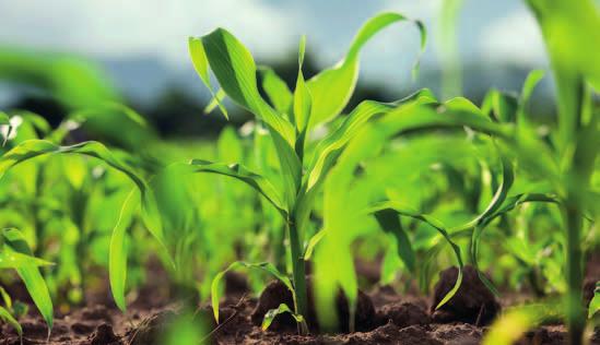 Kukuřice Herbicidy Postemergentní ošetření s Akrisem Loňské suché a velmi teplé jaro s sebou přinesly výrazný pokles preemergentních ošetření v kukuřici.