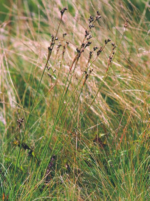 Trávník se sítinou kostrbatou (Juncus squarrosus) a smilkou tuhou (Nardus stricta) u Rokytnice nad Jizerou v Krkonoších. (M. Chytrý 2005.) Fig. 157.