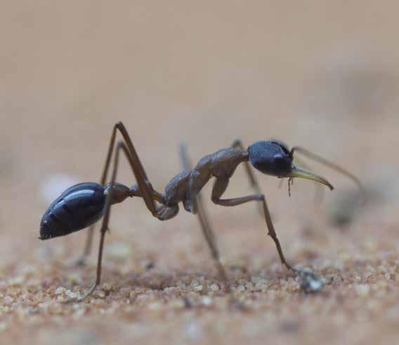 Buldočí mravenci jsou velice agresivní, mají vynikající zrak a mohou velmi rychle běhat po zemi. Vetřelce zpozorují již z poměrně velké vzdálenosti, otáčejí se směrem k němu a snaží se ho napadnout.