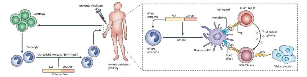 Teoretická část úkolem je aktivace PAP specifických CD4 a CD8 T lymfocytů. Tyto aktivované T lymfocyty se dostávají krví do nádorového ložiska, kde zahájí protinádorovou odpověď (Small et al. 2000).