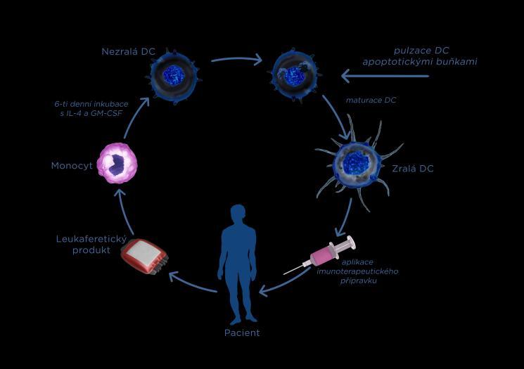 Teoretická část Obrázek 8. Schéma protinádorové imunoterapie pomocí přípravku DCVAC/PCa založeného na bázi dendritických buněk.