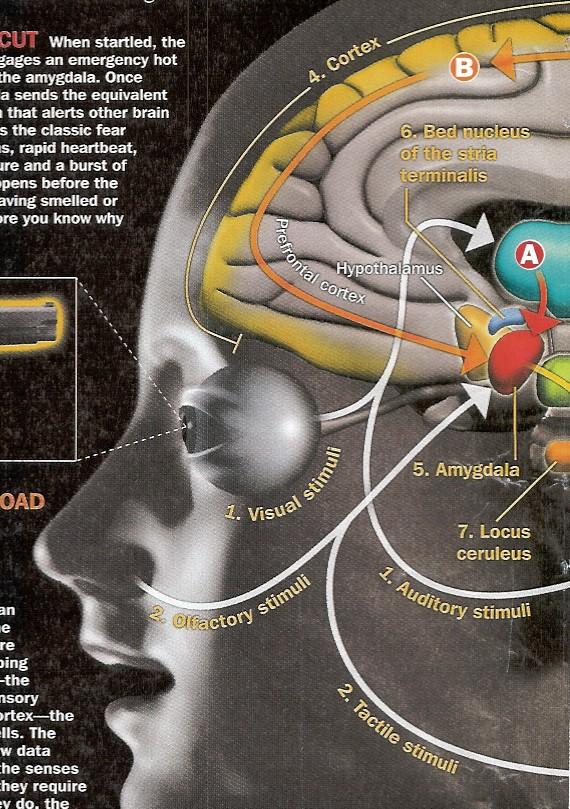 Po porodu má mozek dvě kritické senzorické potřeby: Čich a kontakt propojené přímo na amygdalu.