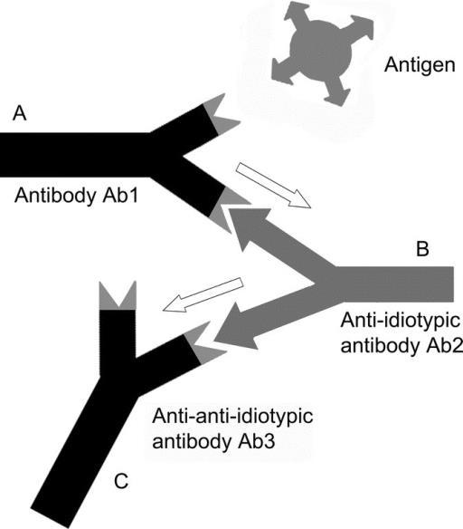 antiidiotypové protilátky (protilátky 2.
