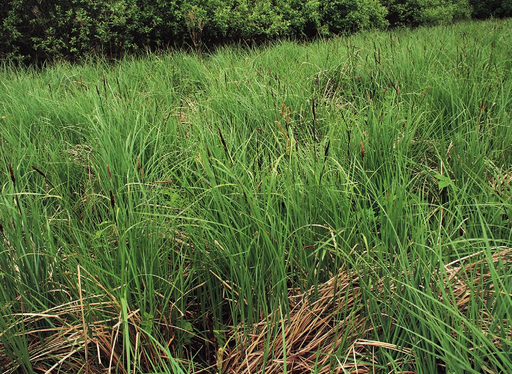 Magno-Caricion gracilis Obr. 293. Caricetum acutiformis. Porost ostřice ostré (Carex acutiformis) u Rančířova na Jihlavsku. (L. Ekrt 2009.) Fig. 293. Carex acutiformis marsh near Rančířov, Jihlava district, Bohemian-Moravian Uplands.