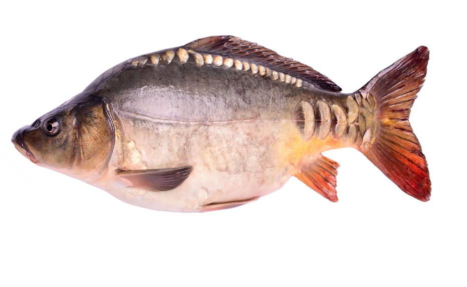 Giant 10-20 Plné atraktantů jako je rybí moučka a rybí olej Vysoký obsah živočišného proteinu Velmi stabilní ve vodě Láká největší ryby Obsahuje betain chrakteristika: Protein 36% 28.