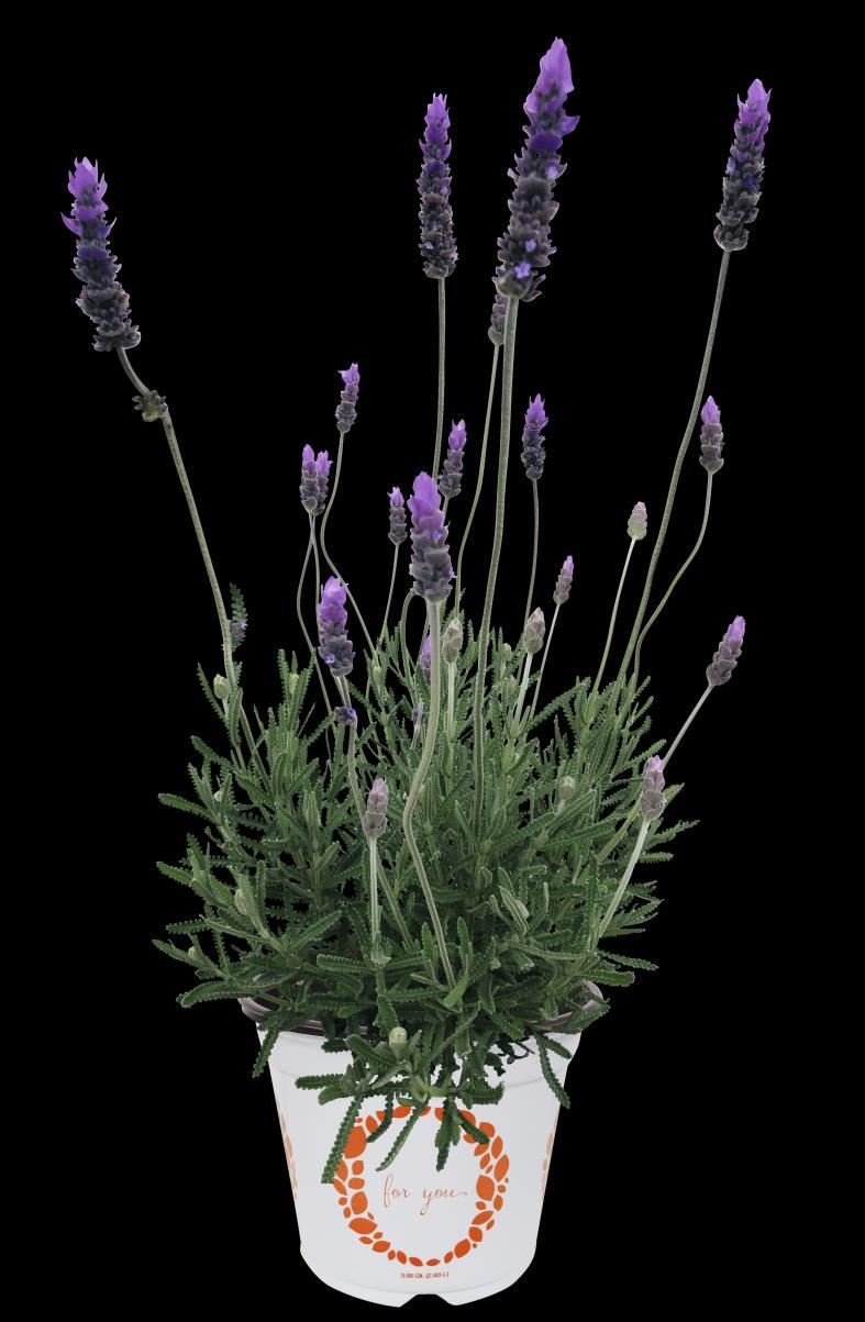 LAVANDULA IMPERIAL Lavandula dentata Výborná celosezóně kvetoucí dentata Raná doba květu Velké sytě fialovo-modré květy Uniformní kvetení Přezimování Kvete v