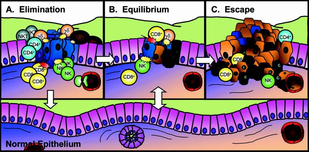 proliferate and cause severe damage to the organism [2]. These three phases, i.e. elimination, equilibrium, escape, present parts of the process known as cancer immunoediting (Figure 1.1). Figure 1.